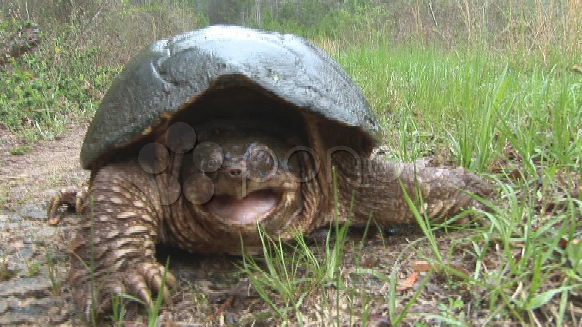 Snapping Turtle Bite Stock Video Pond5