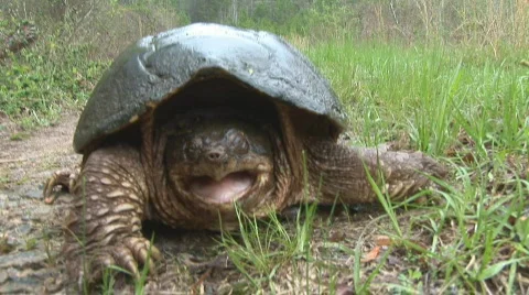 Snapping Turtle Bite Stock Footage 826412