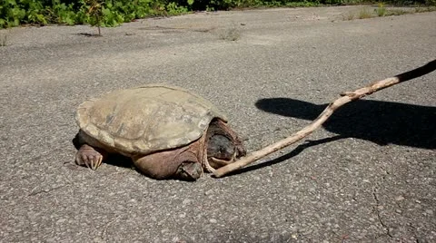 A Snapping Turtle Bites A Stick! 