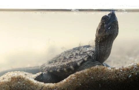 Snapping turtle breathing Stock Photos