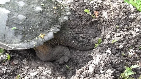 Snapping turtle burying her eggs Stock Footage 119499843
