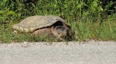 Snapping Turtle (Chelydra serpentina) Looks to the Road as Cars Speed By. Video stock 11867364