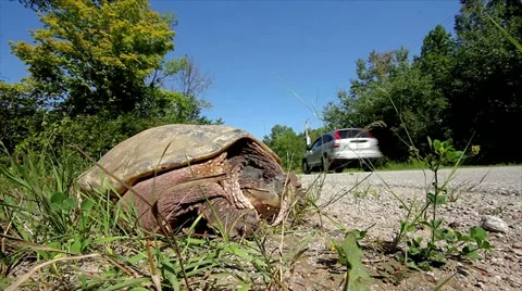 Snapping Turtle (Chelydra serpentina) Looks to the Road as Cars Speed By. Video stock 11868020