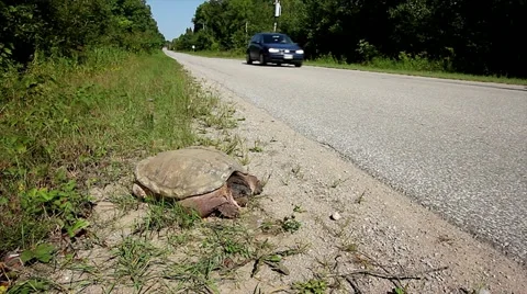 Snapping Turtle (Chelydra serpentina) on road as cars go by. Stock Footage 11867667