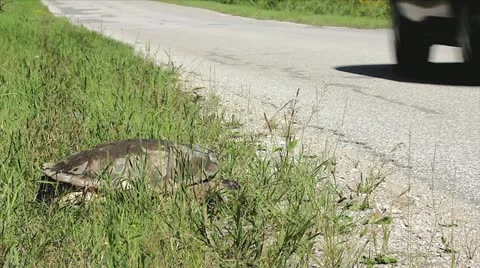 A Snapping Turtle (Chelydra serpentina) on the side of the road. Stock Footage 11867759