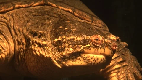 Snapping turtle Chelydra serpentina swims in a aquarium Stock Footage 240981806