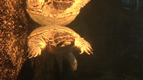 Snapping turtle Chelydra serpentina swims in a aquarium Stock Footage 241498047