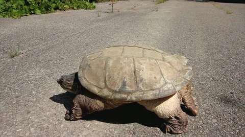 Snapping Turtle (Chelydra serpentina) Walks Out Onto Road and Lays Down. Stock Footage 11860887