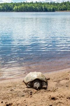 Snapping Turtle (Chelydridae) bathing in the sun on a Wisconsin beach Stock Photos