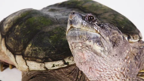 Snapping turtle claw and face on white b... | Stock Video | Pond5