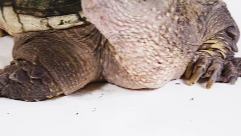 Snapping turtle claws close up Stock Footage 256731474