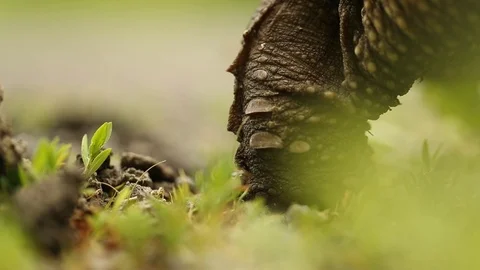 Snapping turtle close up 999 Stock Footage 119499580