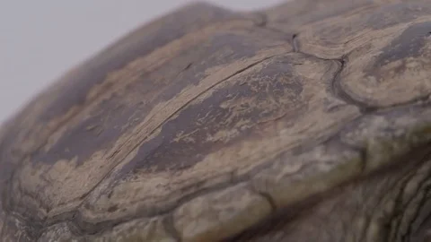 Snapping turtle close up shell on white screen texture Stock Footage 69187454