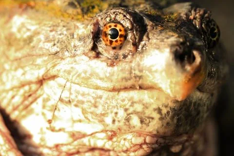 Snapping Turtle Closeup Stock Photos