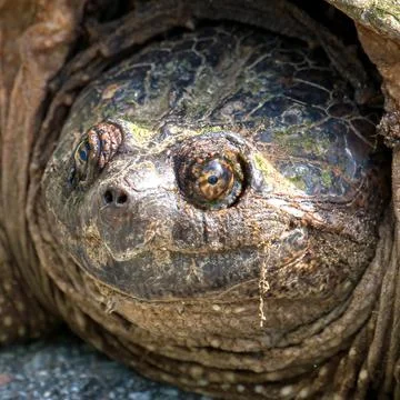 Snapping Turtle Closeup Stock Photos