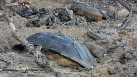 Snapping Turtle Continues Nest Excavation in Burnt Firepit Soil Video stock 325633680