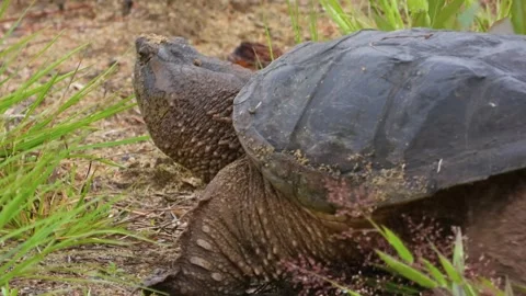 Snapping Turtle Continues the Relentless Search for a Nesting Site Video stock 325634945