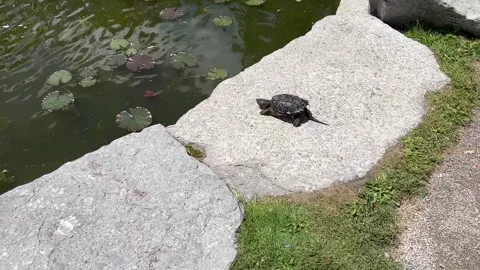 Snapping turtle crawling toward pond edge and jumping into the water Stock Footage 345937359