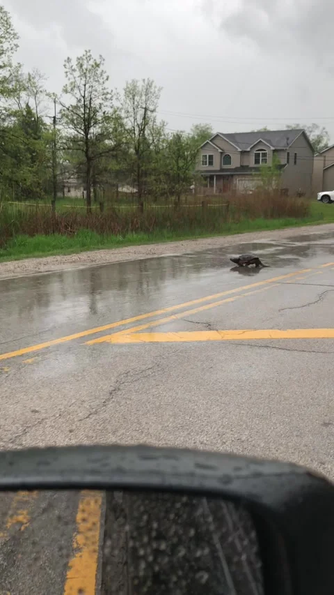 A snapping turtle crosses a local road in rainy day Stock Footage 256988008