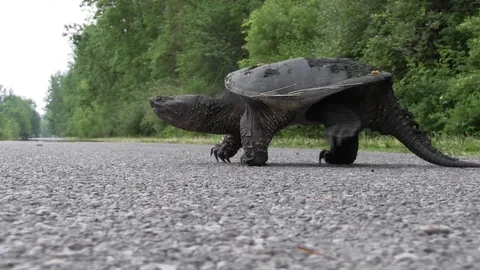 Snapping turtle crossing road 3 스톡 동영상 119499396