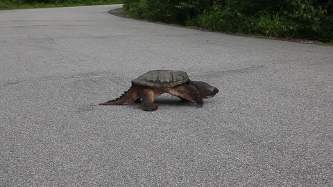 Snapping Turtle Crossing Road Stock Footage 88550047