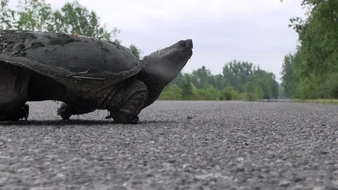Snapping turtle crossing road 스톡 동영상 119499913