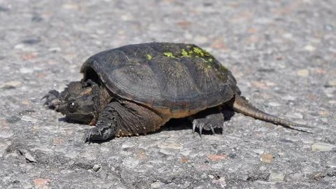 Snapping Turtle Crossing Road On Way To Laying Eggs Stock Photos