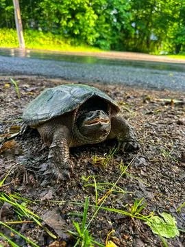 A Snapping Turtle Crossing a Rural Road on a Damp Day Stock Photos
