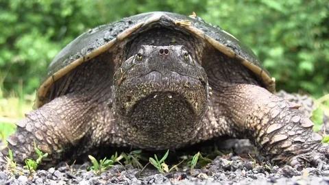 Snapping turtle digging nest 1 Stock Footage 119500334