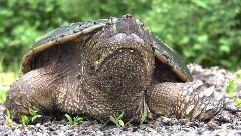 Snapping turtle digging nest 2 Stock-Footage 119500767
