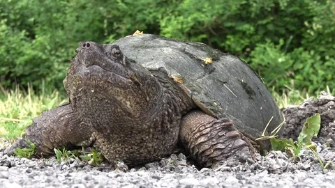 Snapping turtle digging nest 4 Stock Footage 119497562