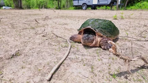 Snapping Turtle on dry camping ground, close up. Common Snapping Turtle, Ch.. Stock Footage 314793122