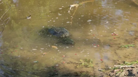 Snapping Turtle Eating Berries 4K Stock Footage 244799128