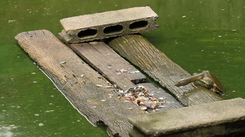 Snapping turtle is eating fish in small pond Stock Footage 30662301