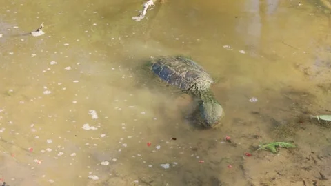 Snapping Turtle Eating Lots of  Berries 4K Stock Footage 244799148
