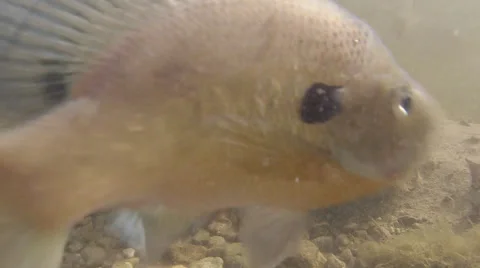 Snapping turtle eating underwater with blue gills 스톡 동영상 65531427