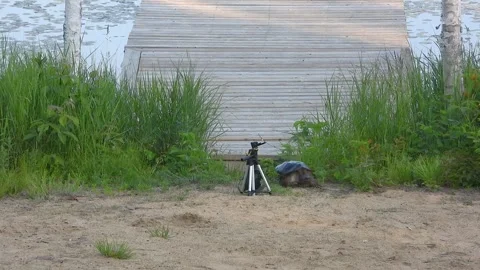 Snapping Turtle Emerges from Sandy Hole Beneath Lakeside Deck Video stock 325633401