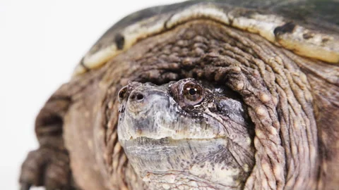 Snapping turtle extreme close up Stock Footage 256730835