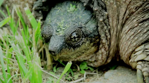Snapping Turtle Extreme Closeup Stock Footage 35336918