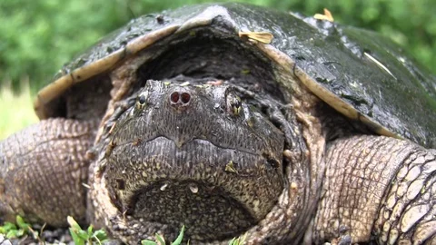 Snapping turtle face close up Stock Footage 119497440