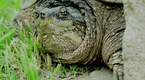 Snapping Turtle Face Stock Footage 35336296