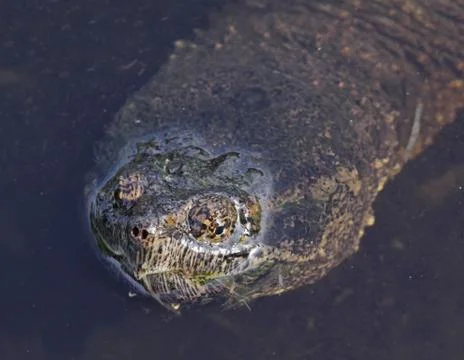 Snapping Turtle Face Stock Photos
