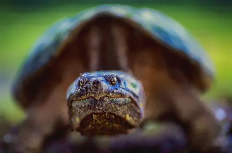 Snapping Turtle female, Stock Photos