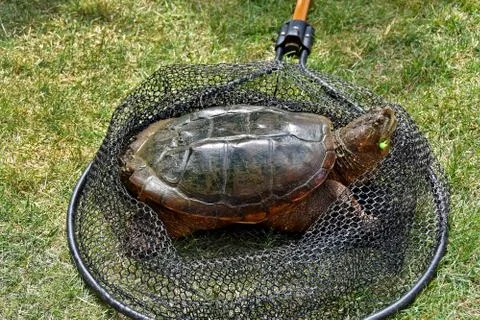 Snapping turtle with fish hook Stock Photos