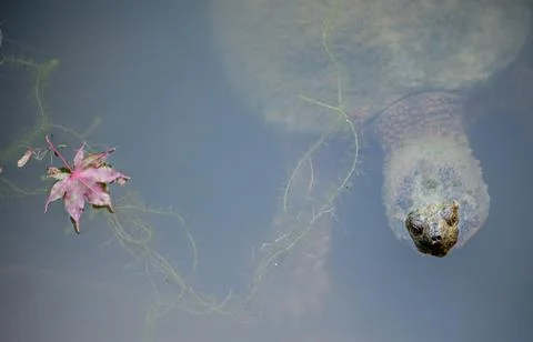 Snapping turtle floating underwater with pink flower Stock Photos