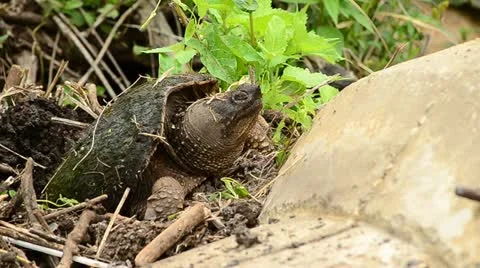 Snapping Turtle Stock Footage 11100842