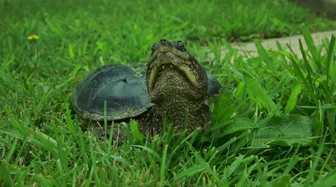 Snapping Turtle Stock Footage 52877240