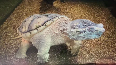 Snapping Turtle Video stock 331569526