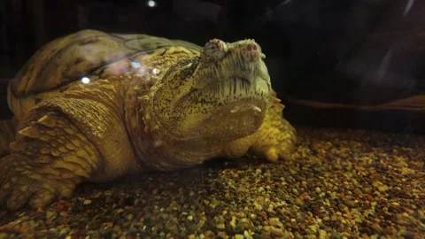 Snapping Turtle Vidéo 344981769