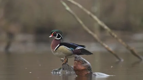Snapping Turtle Gets a Better Look at a Wood Duck Drake Stock Footage 267879016